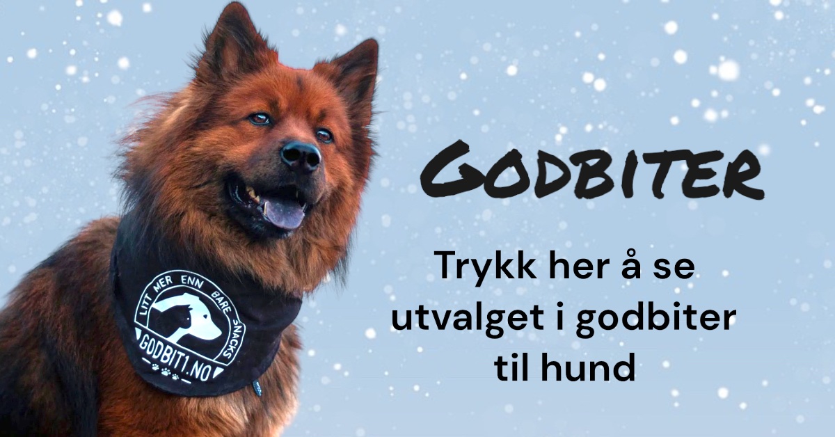 hund hundeleke nettbutikk